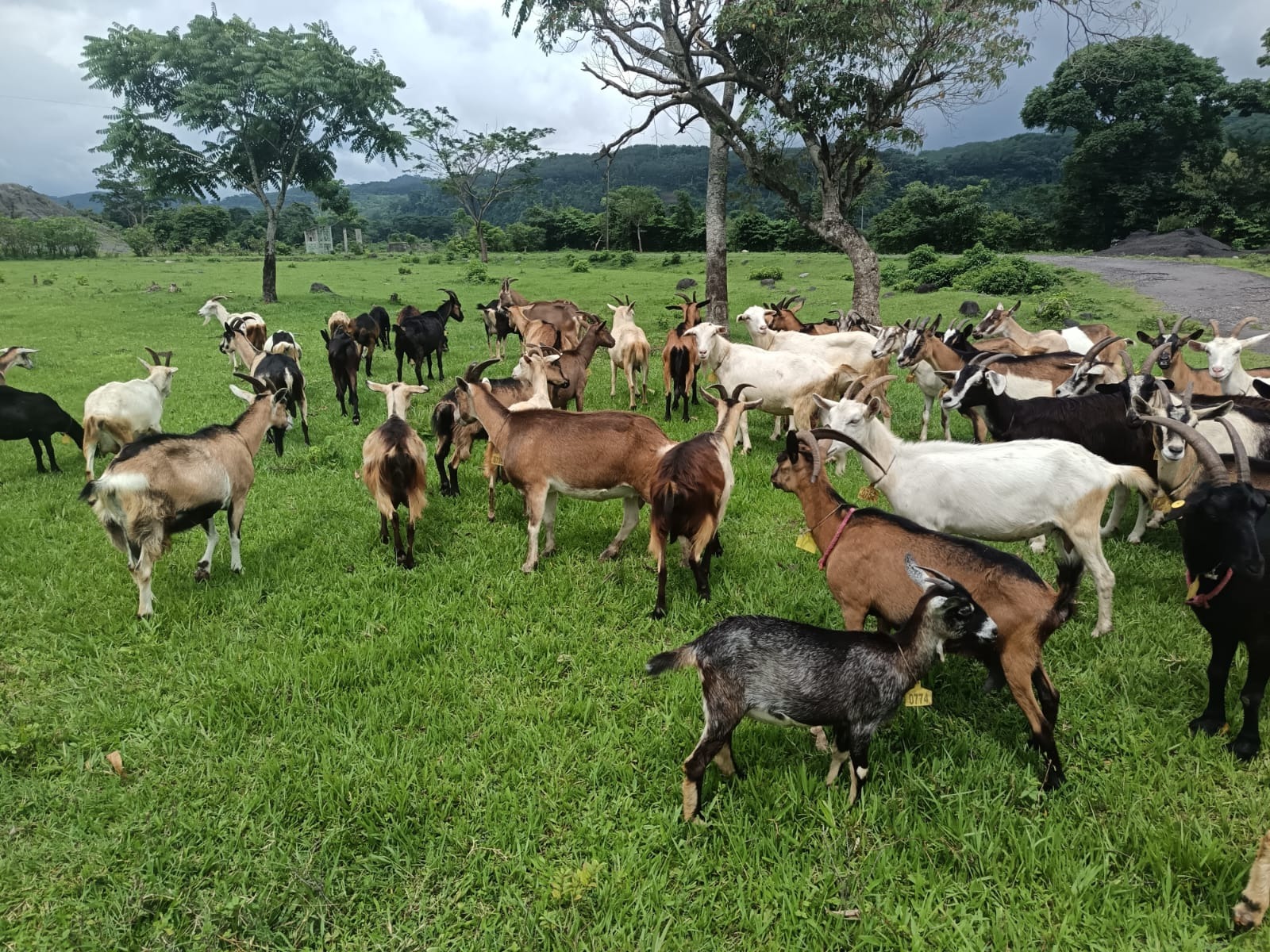 Cabras pastoreando en Rancho Ojo Prieto